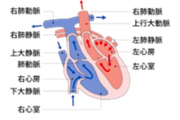 心臓を探れ ブタの心臓解剖から血液循環の仕組みをさぐろう イベント実習 サイエンス倶楽部