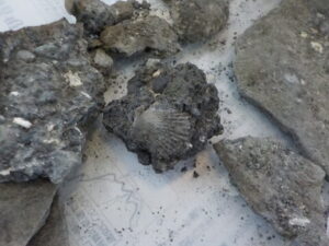 これは貝の化石。ということは、ここは昔どんな場所だった？