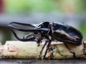 今回登場するのは、みんな大好きなクワガタとカブトムシ。