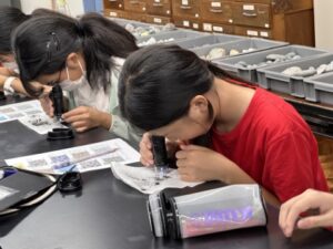 採集した火山灰の中から鉱物を探し出します。