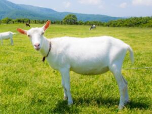 牧場で待つ動物たち「やぎ」