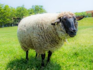 牧場で待つ動物たち「ひつじ」