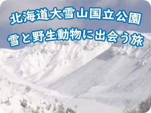 冬のサイエンスキャンプ第1弾の情報を公開いたしました。